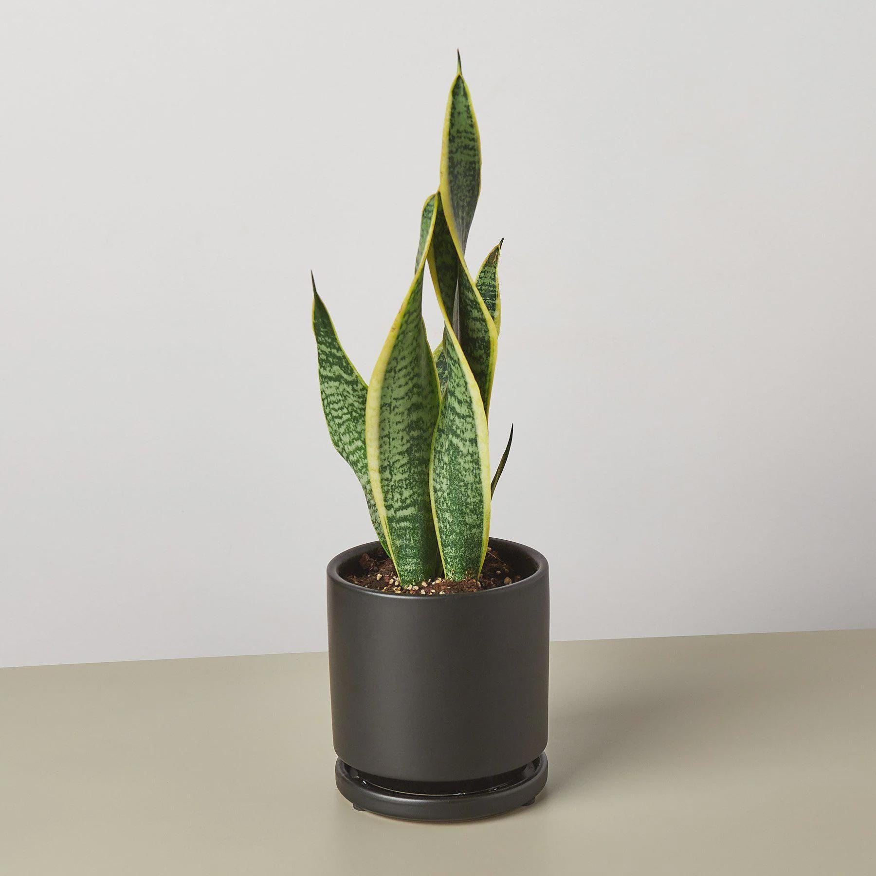 Snake Plant Laurentii 4" Plant 3" Pot / Nursery Pot Austin Jungle Co.