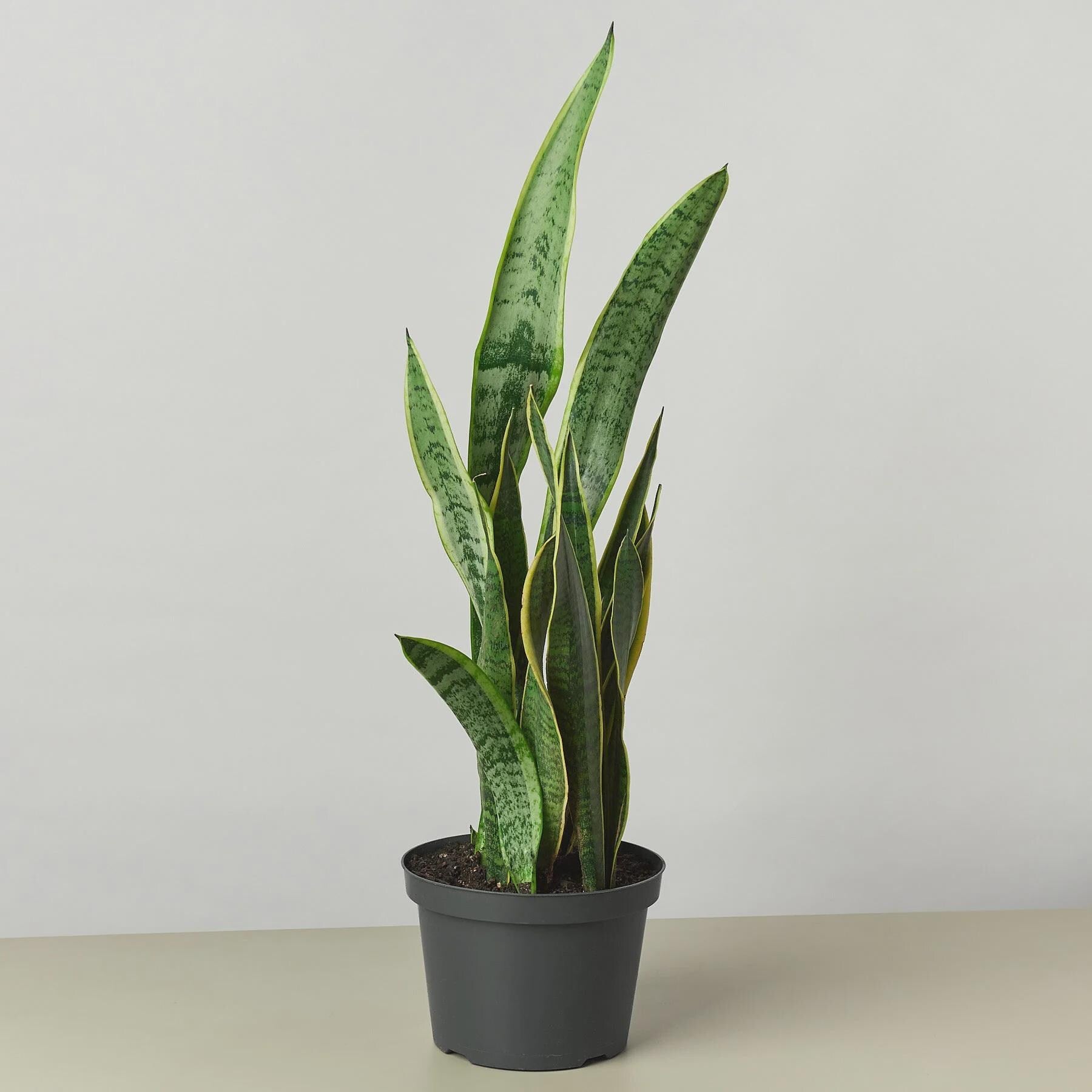 Snake Plant Laurentii 4" Plant 3" Pot / Nursery Pot Austin Jungle Co.