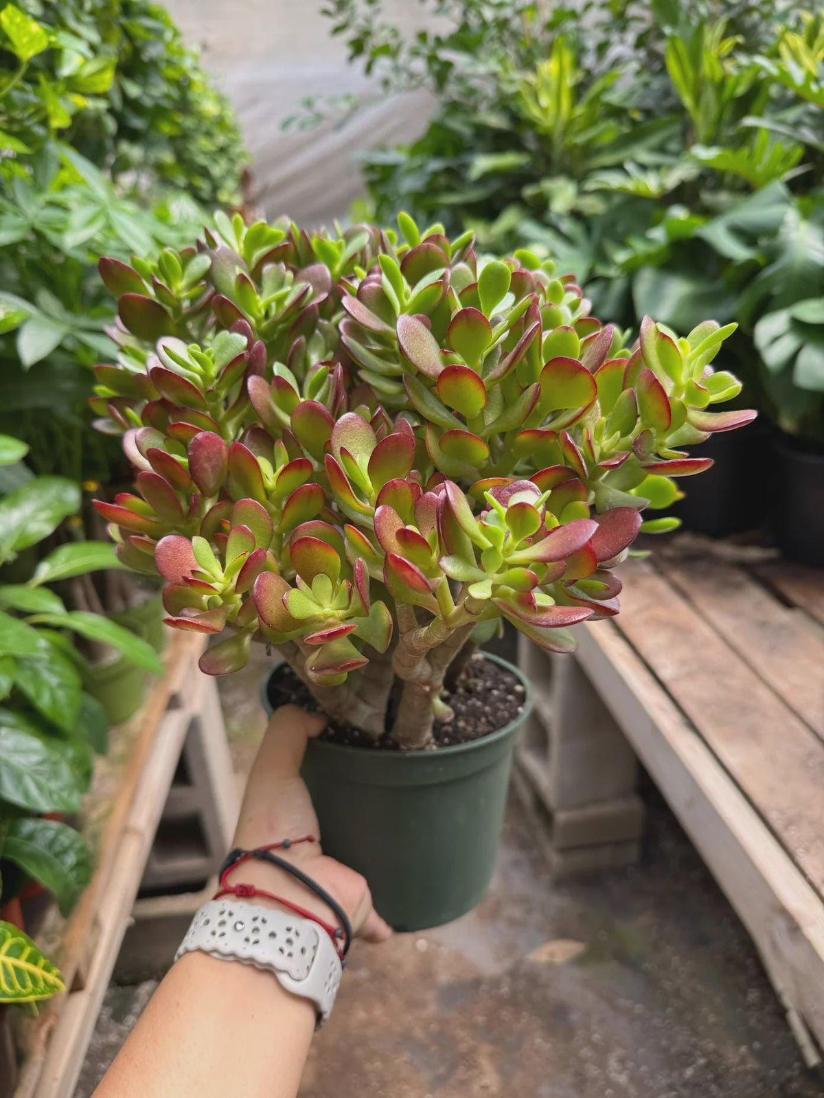 Succulent Crassula 'Jade'