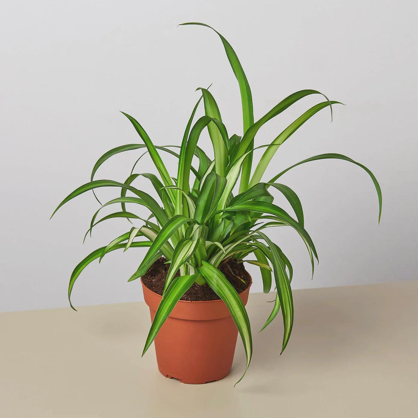 Spider Plant Hawaiian 4" Plant 4" Pot Austin Jungle Co.
