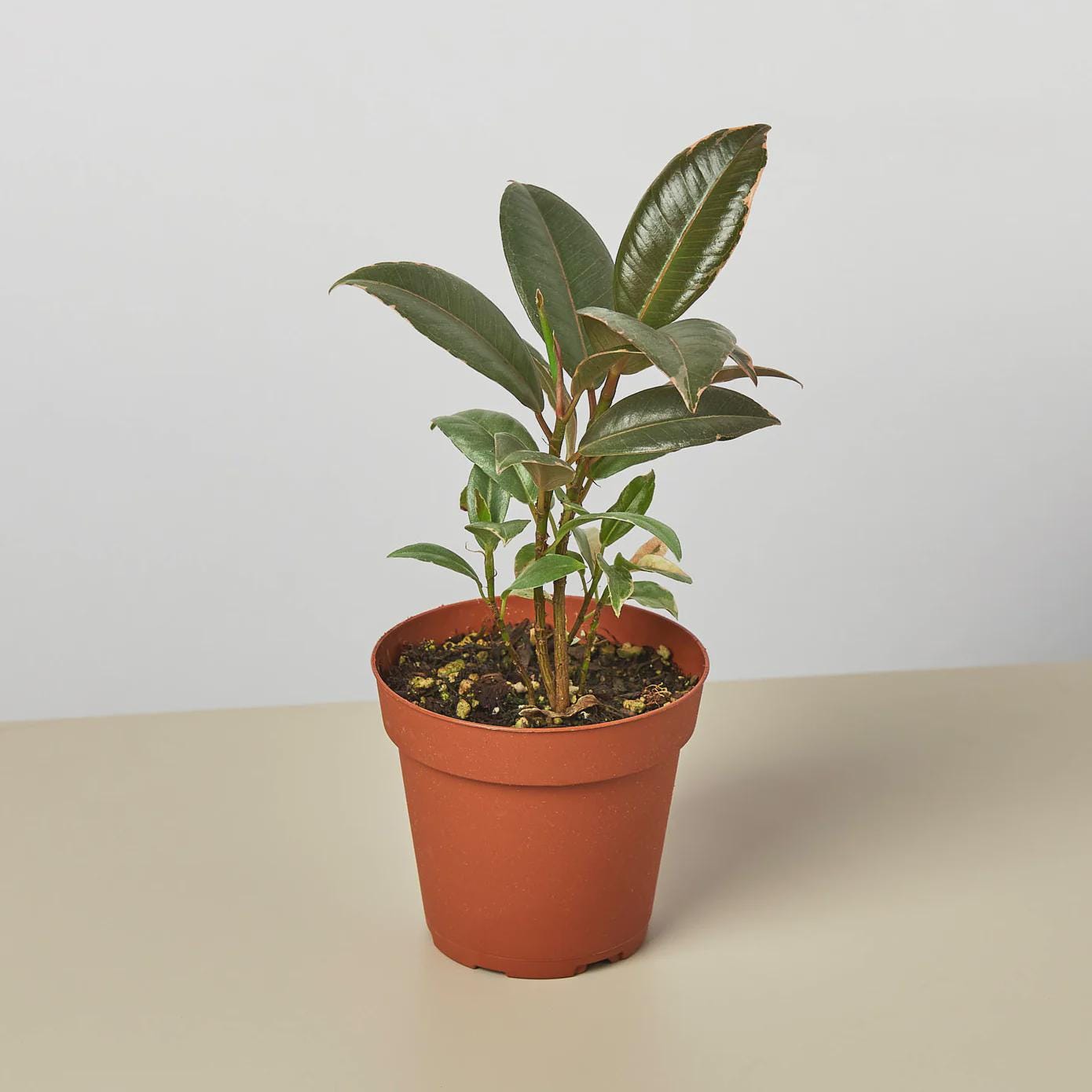 Ficus Elastica 'Tineke' Indoor Plants 3" Pot Austin Jungle Co.