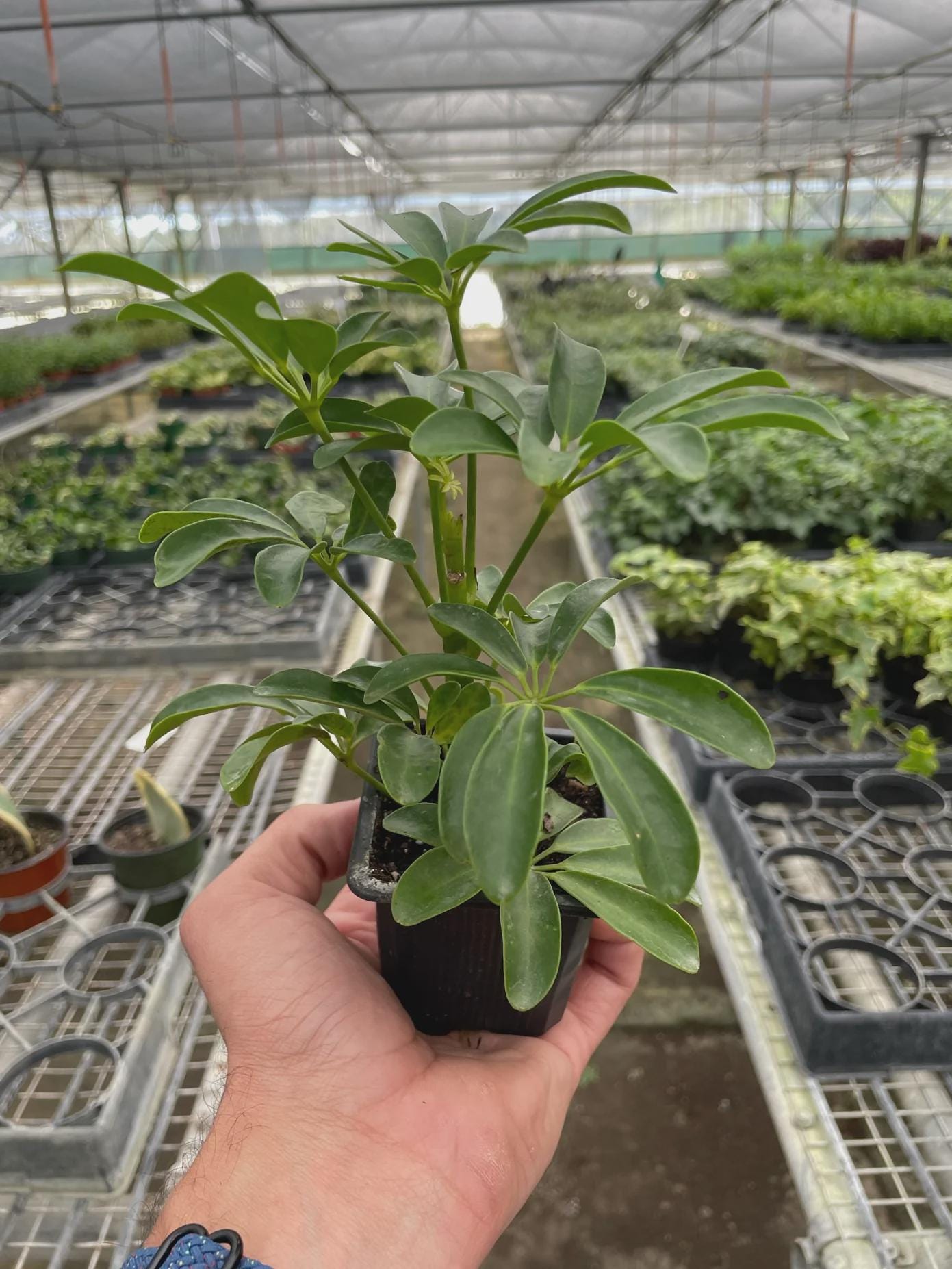 Schefflera Arboricola 'Umbrella' Indoor Plants 3" Pot / Nursery Pot Austin Jungle Co.