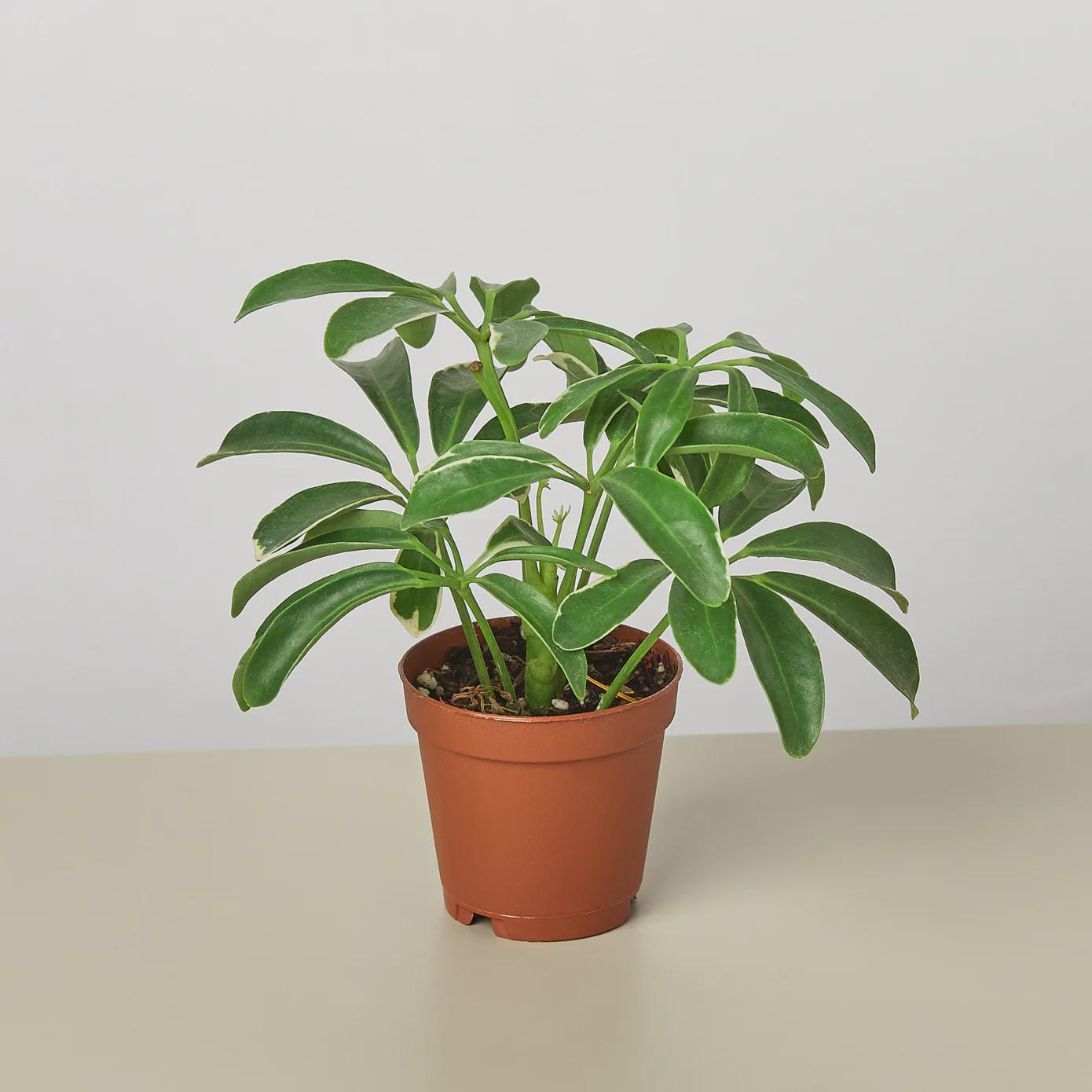 Schefflera Arboricola 'Umbrella' Indoor Plants 3" Pot / Nursery Pot Austin Jungle Co.