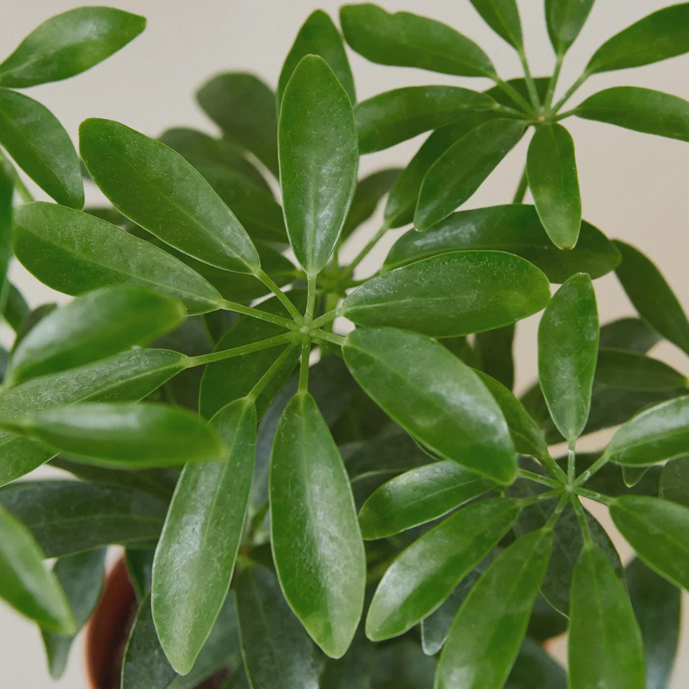 Schefflera Arboricola 'Umbrella' Indoor Plants 3" Pot / Nursery Pot Austin Jungle Co.