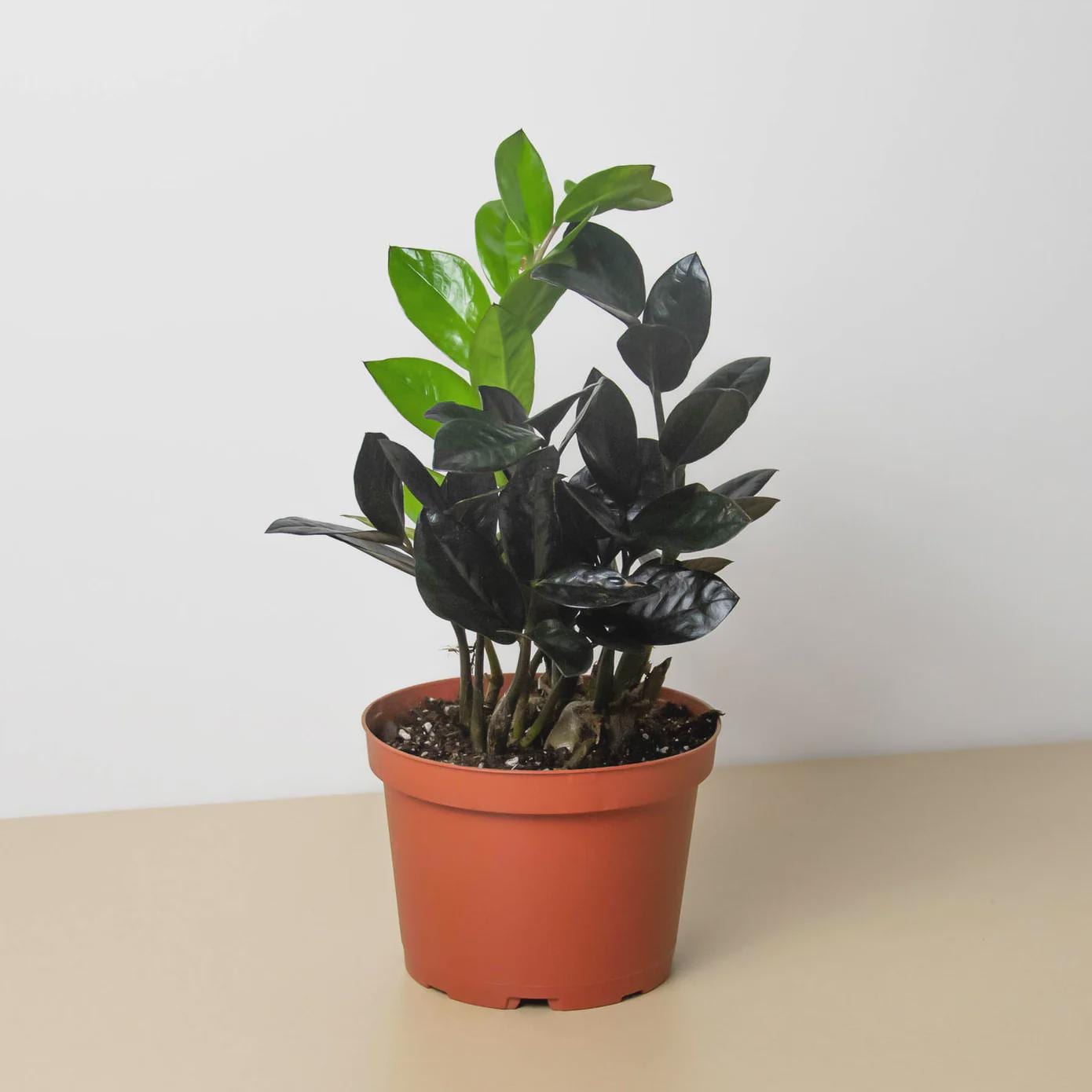 ZZ Zamioculcas 'Black Queen' Indoor Plants Nursery Pot / 6" Pot Austin Jungle Co.