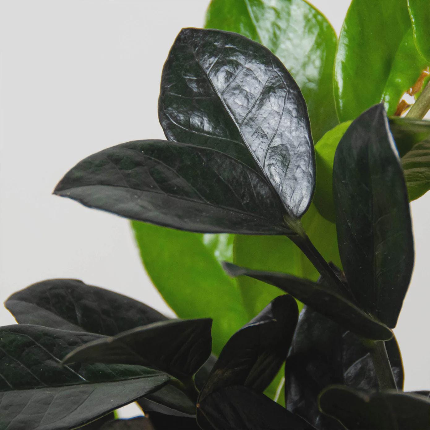 ZZ Zamioculcas 'Black Queen' Indoor Plants Nursery Pot / 2" Pot Austin Jungle Co.