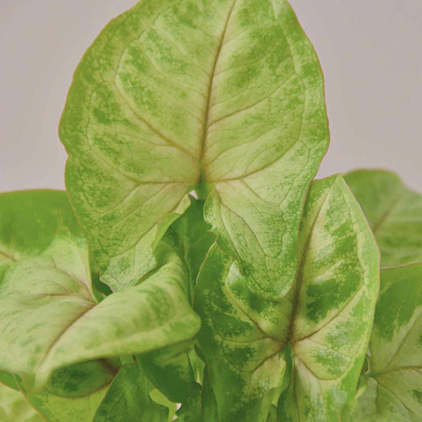Syngonium Gold - 4" Pot Indoor Plants 4" Pot Austin Jungle Co.