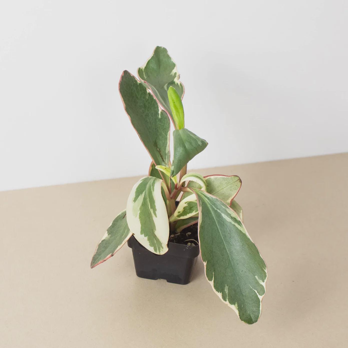 Peperomia 'Ginny' Indoor Plants 3" Pot Austin Jungle Co.