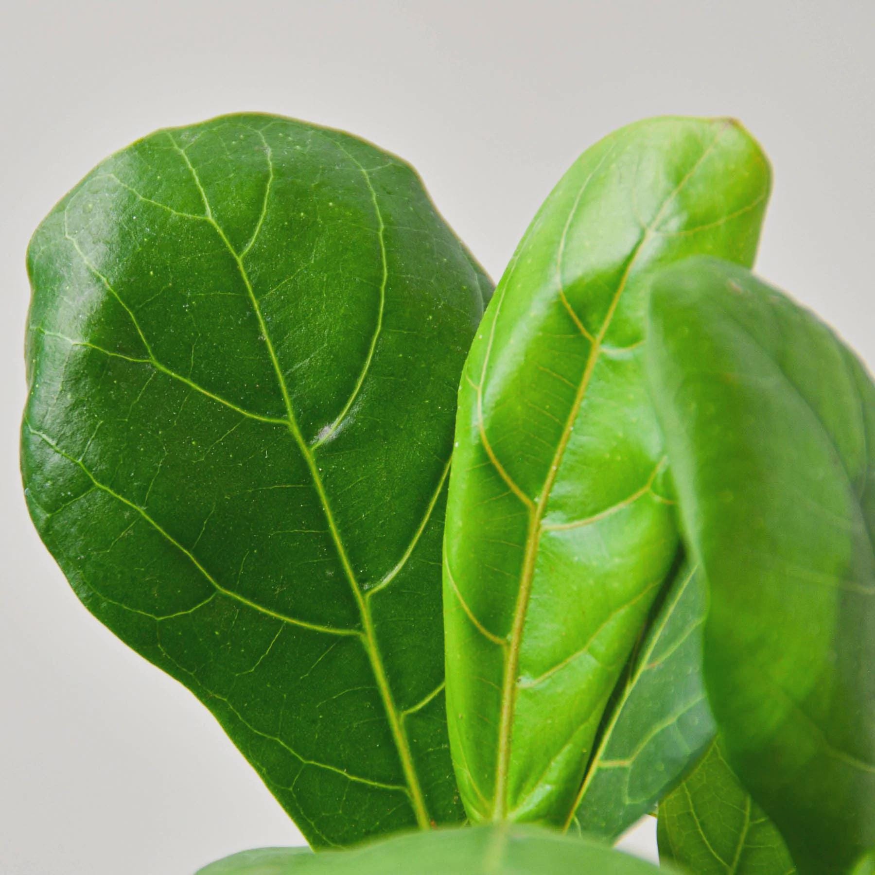 Ficus Lyrata 'Fiddle Leaf Fig' Indoor Plants 2" Pot Austin Jungle Co.