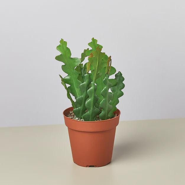 Epiphyllum 'Ric Rac' Cactus 3" Pot Austin Jungle Co.