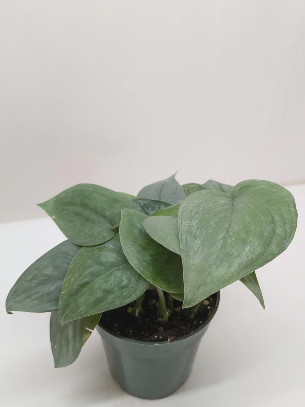 Scindapsus Platinum Java Indoor Plants 6" Pot Austin Jungle Co.