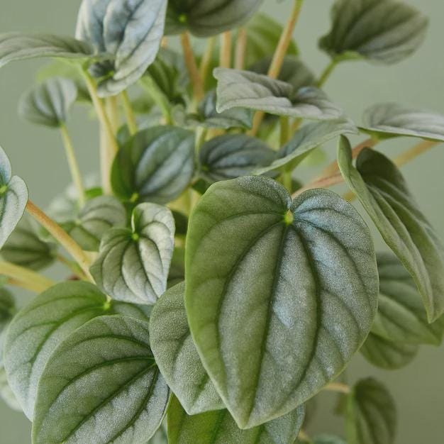 Peperomia 'Frost' Indoor Plants 4" Pot Austin Jungle Co.