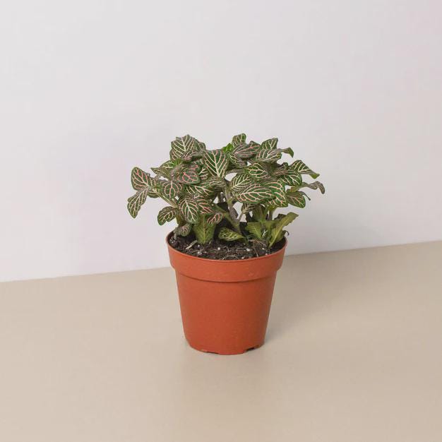 Fittonia 'Pink' 6" Plant (1pk/$4.5) ($10 Ship/31oz) 4" Pot Austin Jungle Co.