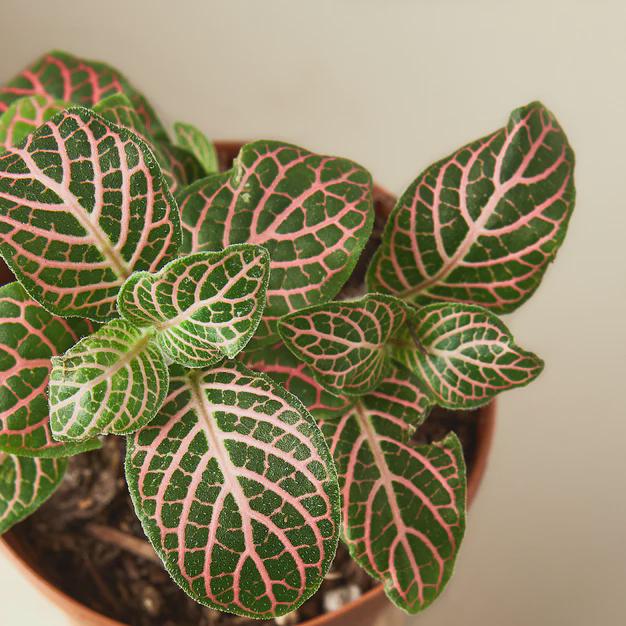 Fittonia 'Pink' 6" Plant (1pk/$4.5) ($10 Ship/31oz) 4" Pot Austin Jungle Co.