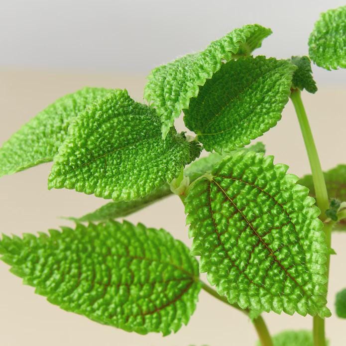 Pilea 'Moon Valley' - 4" Pot 4" Pot Austin Jungle Co.