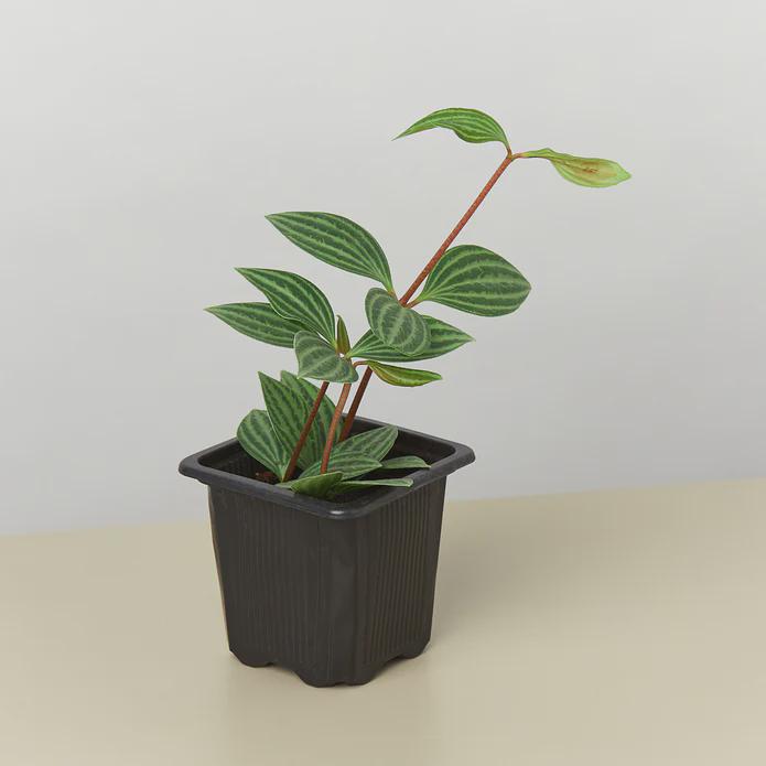 Peperomia 'Parallel' 3" Pot Austin Jungle Co.