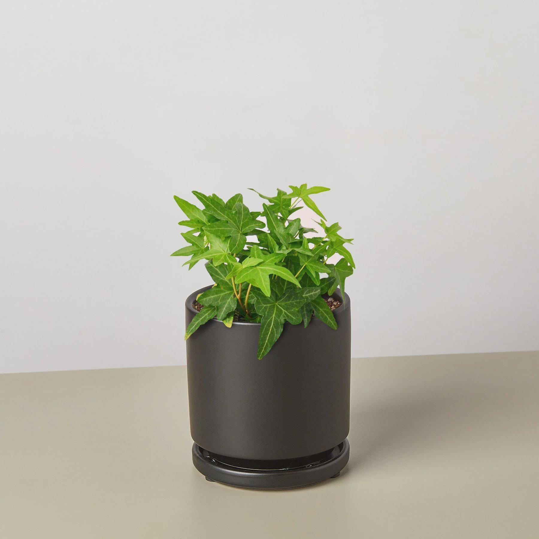 English Ivy Green California Indoor Plants 3" Pot / Nursery Pot Austin Jungle Co.