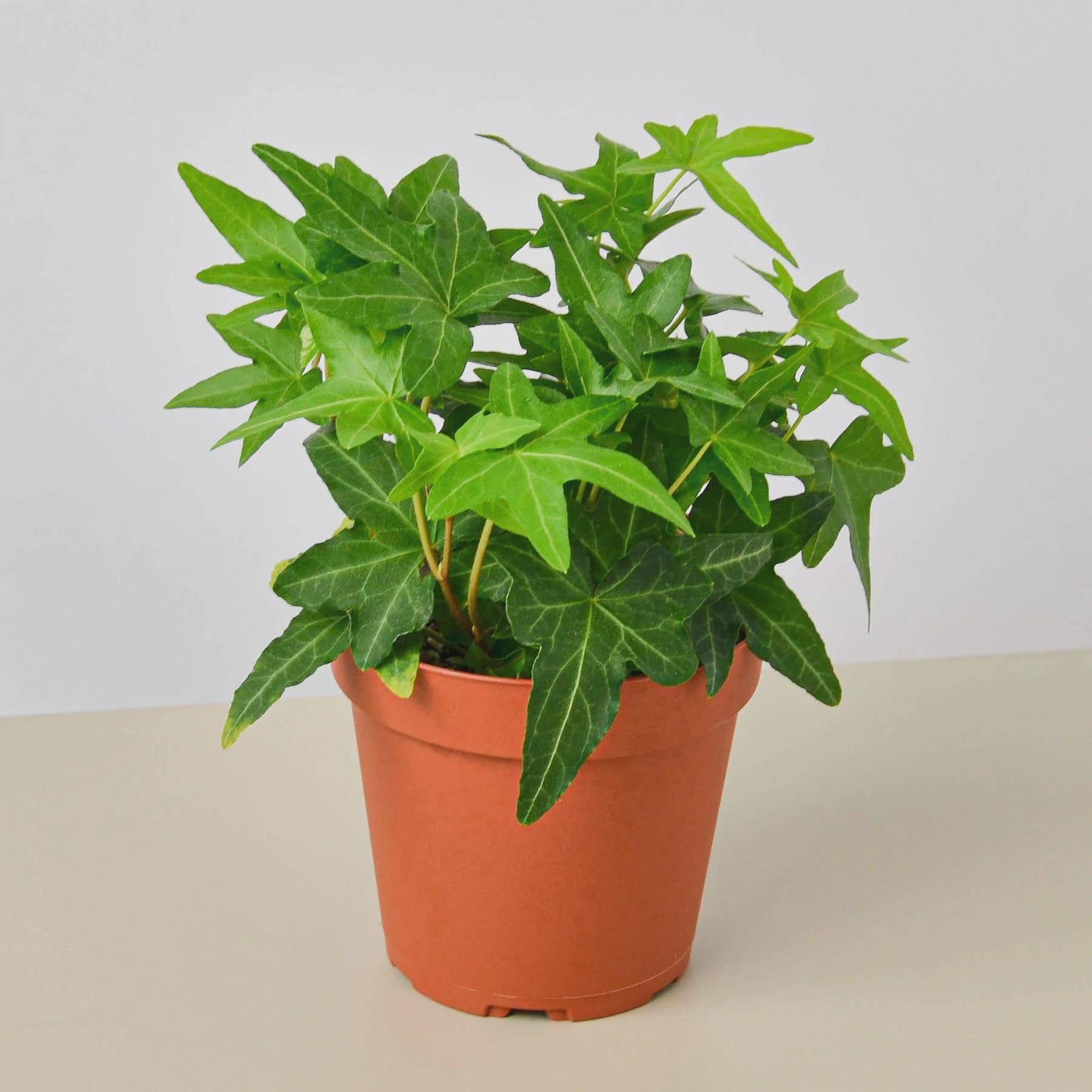 English Ivy Green California Indoor Plants 3" Pot / Nursery Pot Austin Jungle Co.