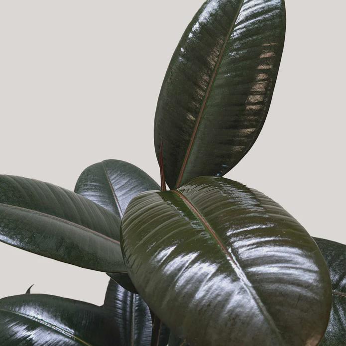 Ficus Elastica 'Burgundy'