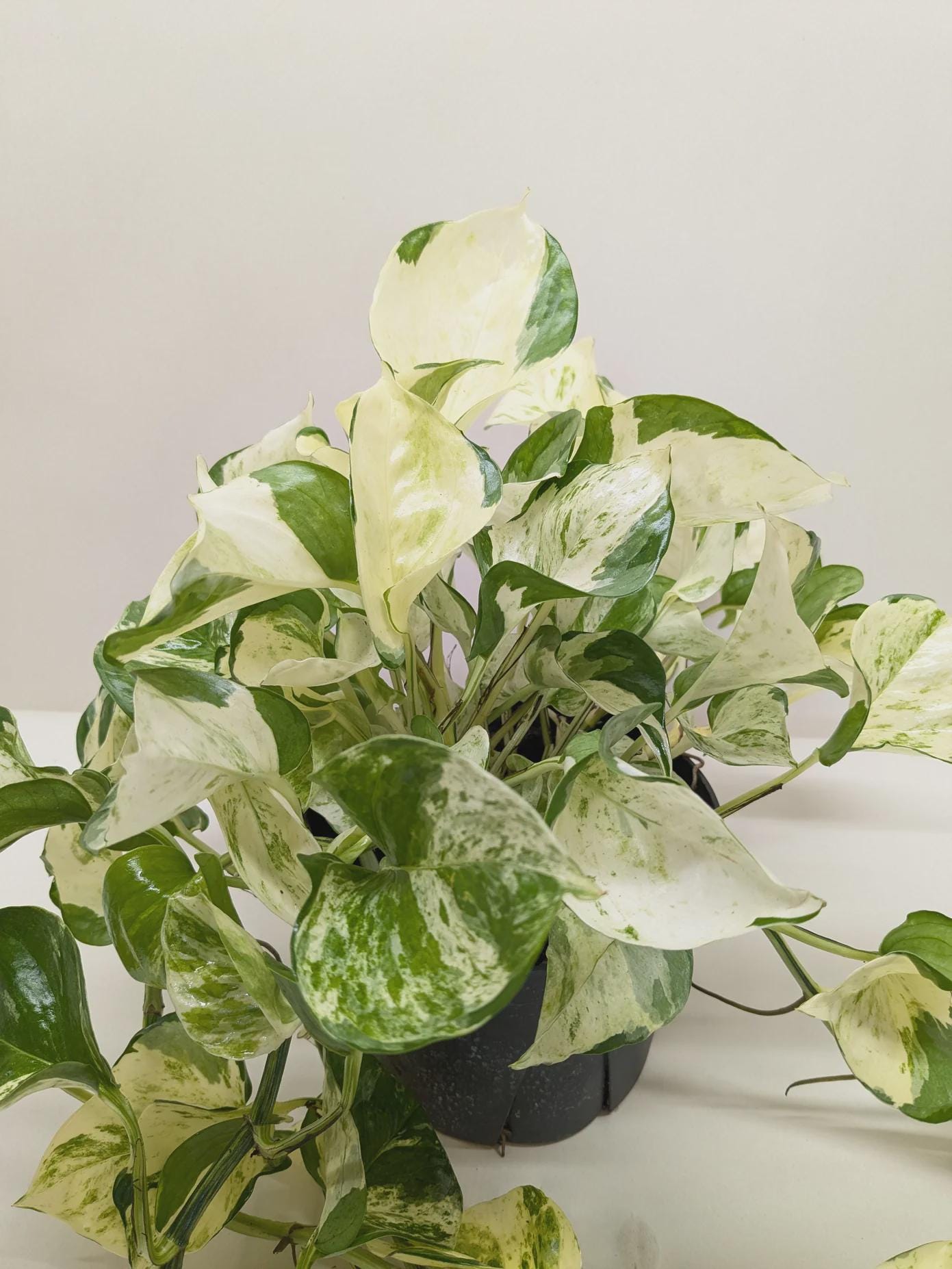 Pothos Manjula 4" Pot Austin Jungle Co.