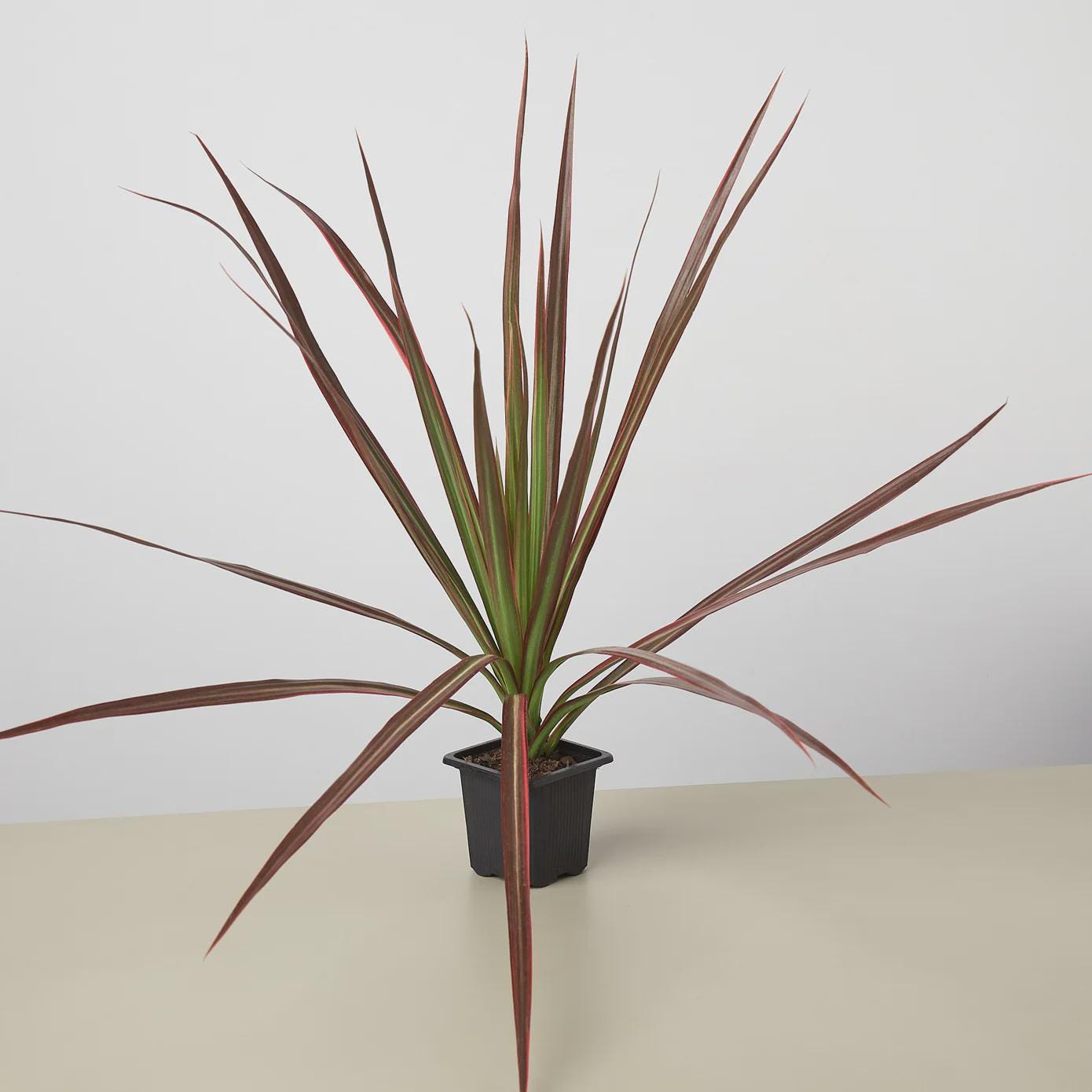 Dracaena 'Colorama' Default 3" Pot Austin Jungle Co.