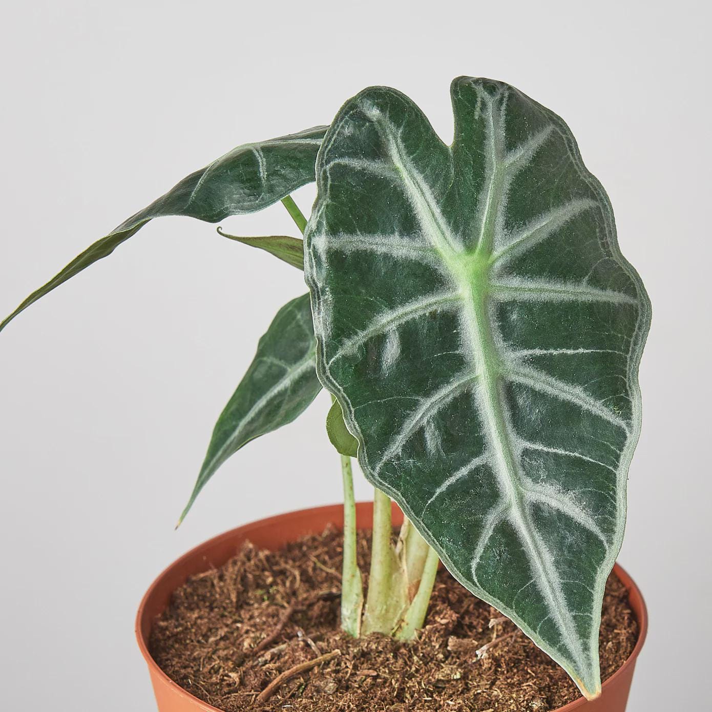 Alocasia Amazonica 'Bambino' Indoor Plants 4" Pot Austin Jungle Co.