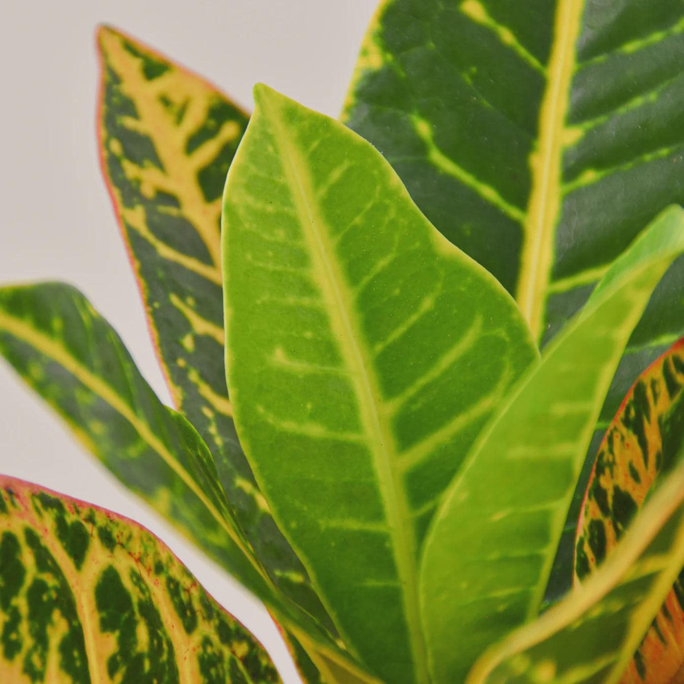 Croton Petra 'Joseph's Coat' Indoor Plants 3" Pot / Nursery Pot Austin Jungle Co.
