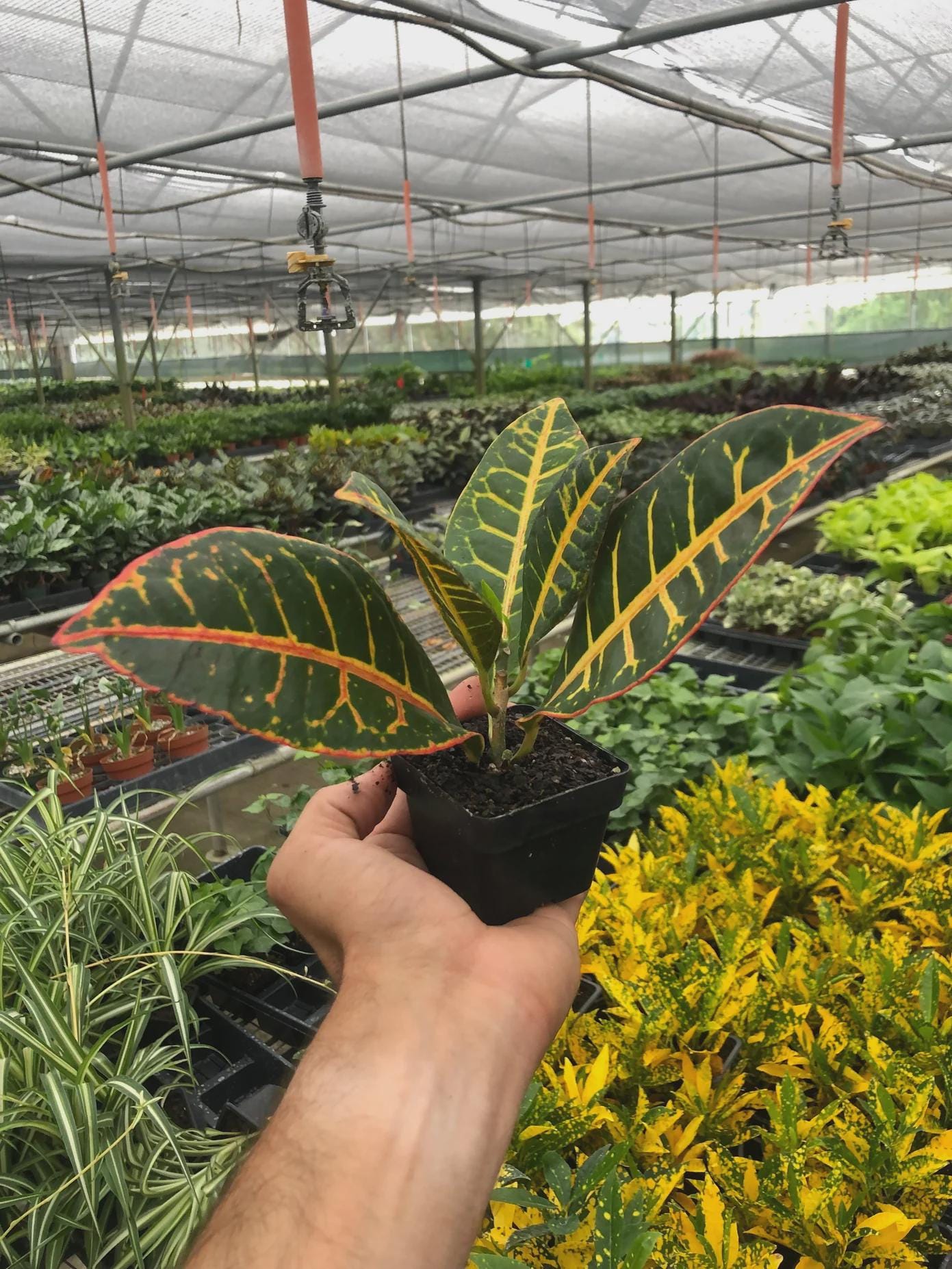 Croton Petra 'Joseph's Coat' Indoor Plants 3" Pot / Nursery Pot Austin Jungle Co.