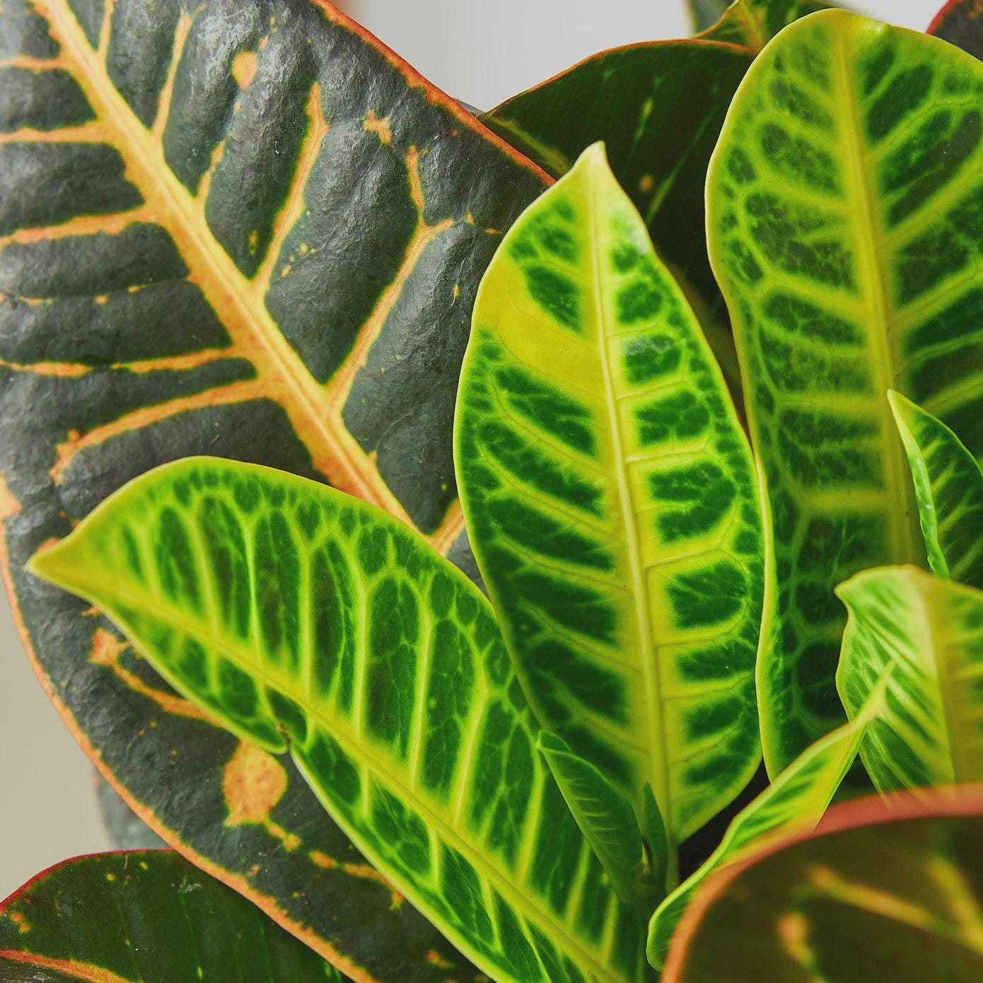 Croton Petra 'Joseph's Coat' Indoor Plants 3" Pot / Nursery Pot Austin Jungle Co.