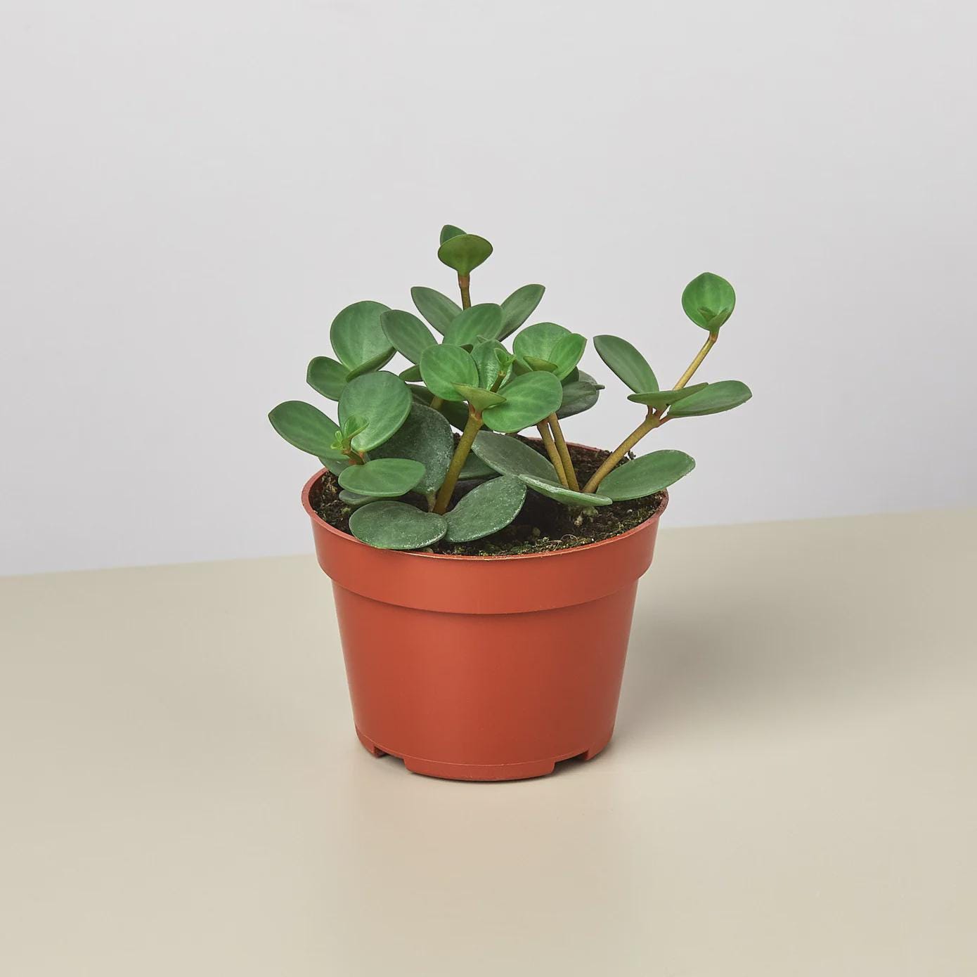 Peperomia 'Hope' 4" Plant 3" Pot Austin Jungle Co.