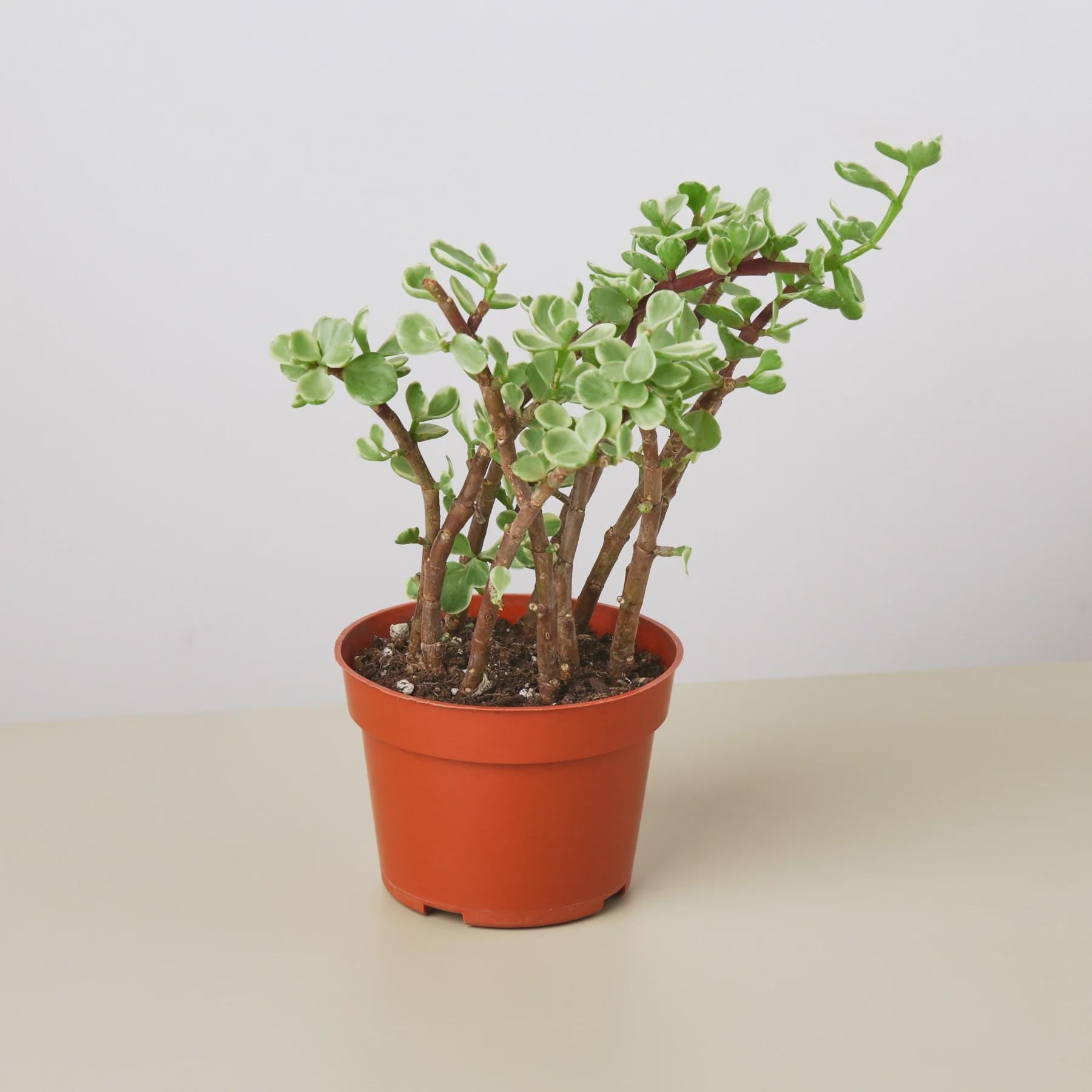 Succulent 'Rainbow Elephant Bush' Succulent 4" Pot Austin Jungle Co.