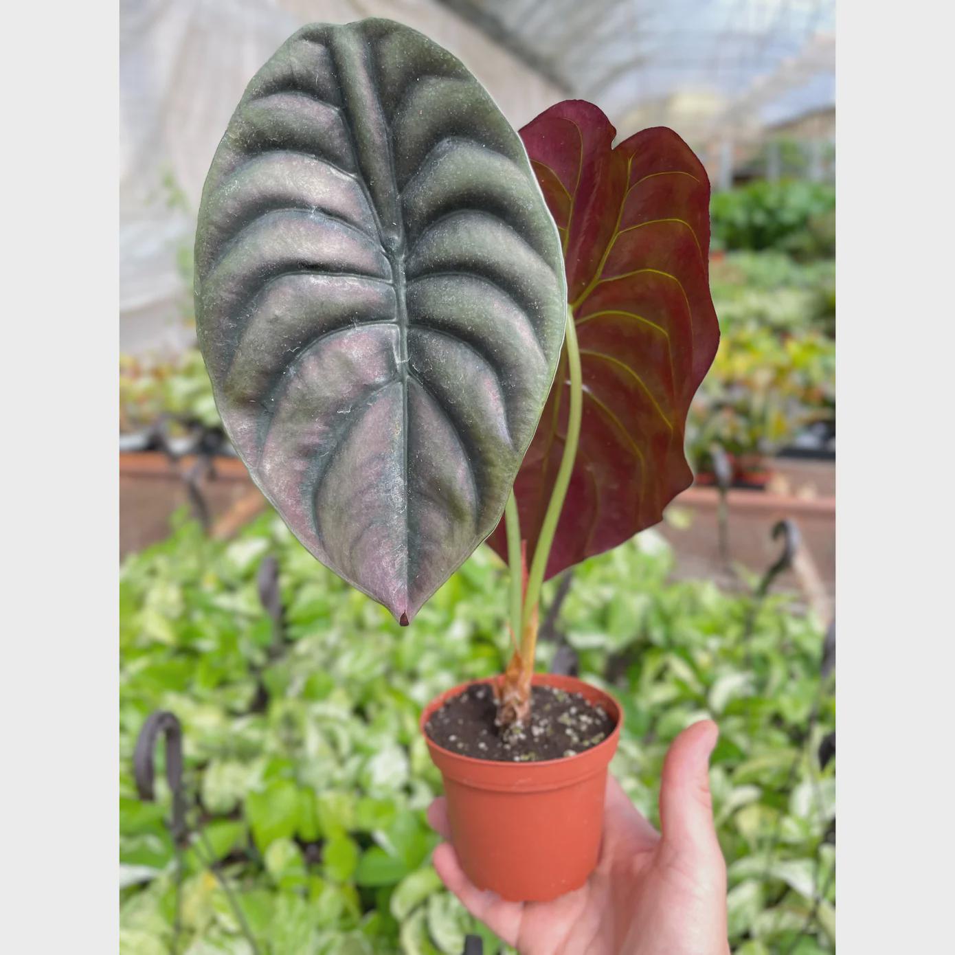 Alocasia 'Red Secret' 4" Pot Austin Jungle Co.