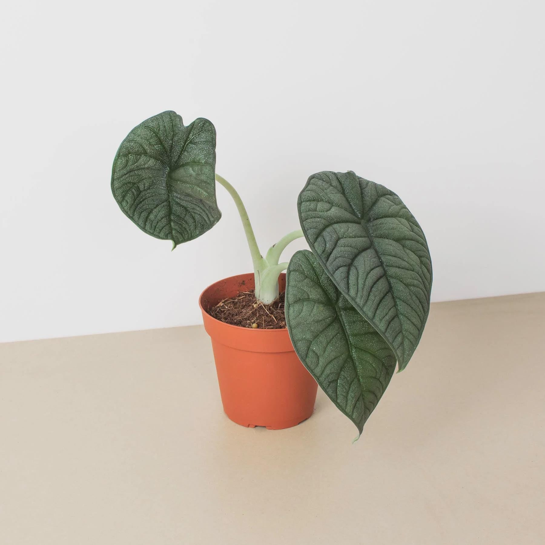 Alocasia 'Melo' Indoor Plants 4" Pot Austin Jungle Co.