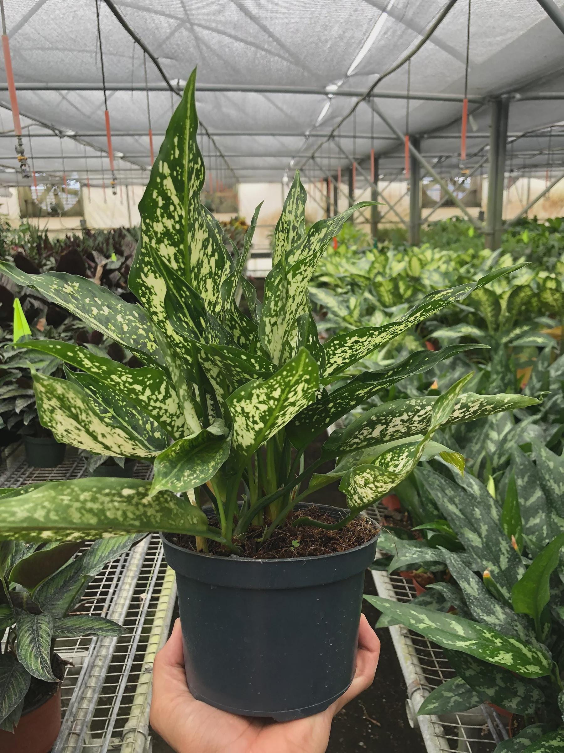 Chinese Evergreen 'First Diamond' Indoor Plants 4" Pot Austin Jungle Co.