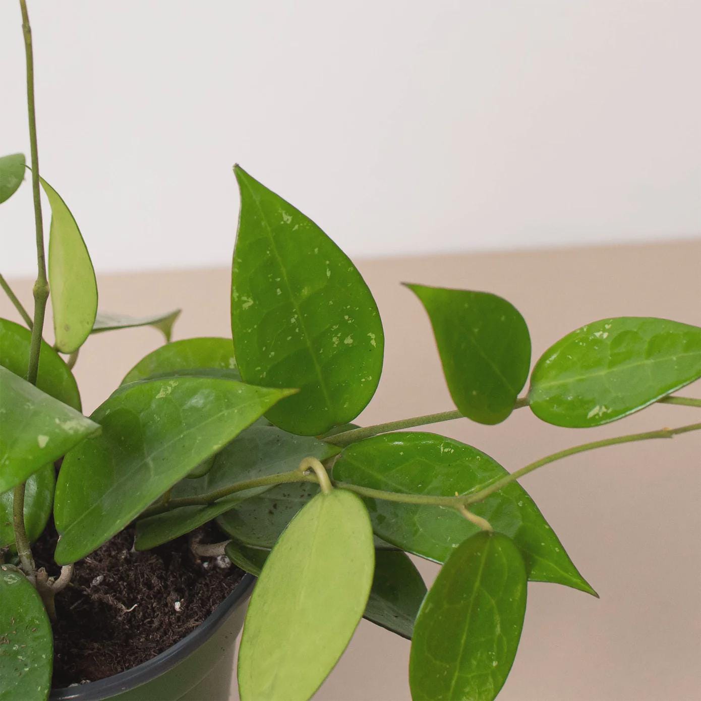Hoya 'Black Margin' Indoor Plants 4" Pot Austin Jungle Co.