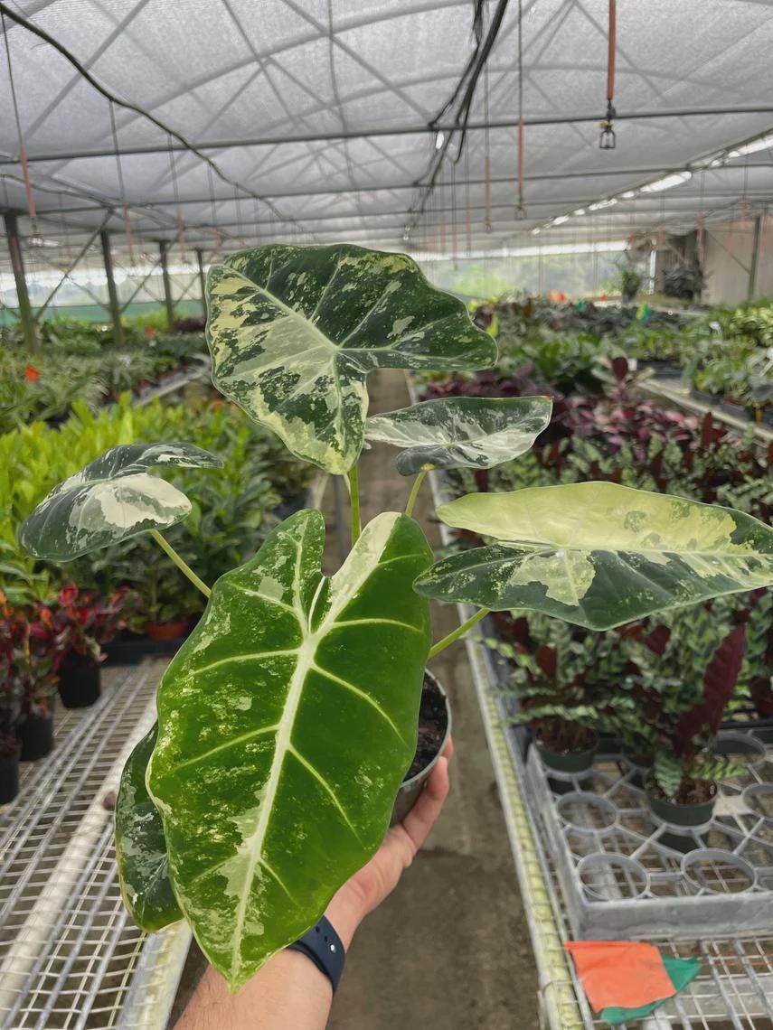 Alocasia Micholitziana 'Frydek' Variegated - 4" Pot Indoor Plants 4" Pot Austin Jungle Co.