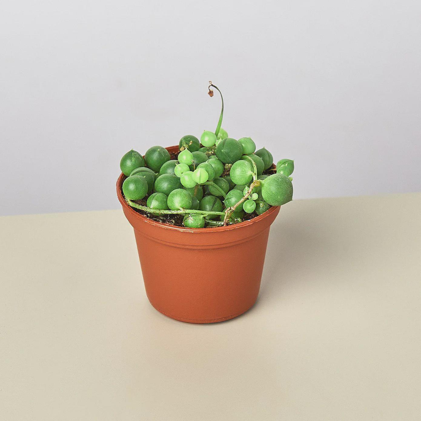 Succulent 'String of Pearls' Succulent 3" Pot / Nursery Pot Austin Jungle Co.