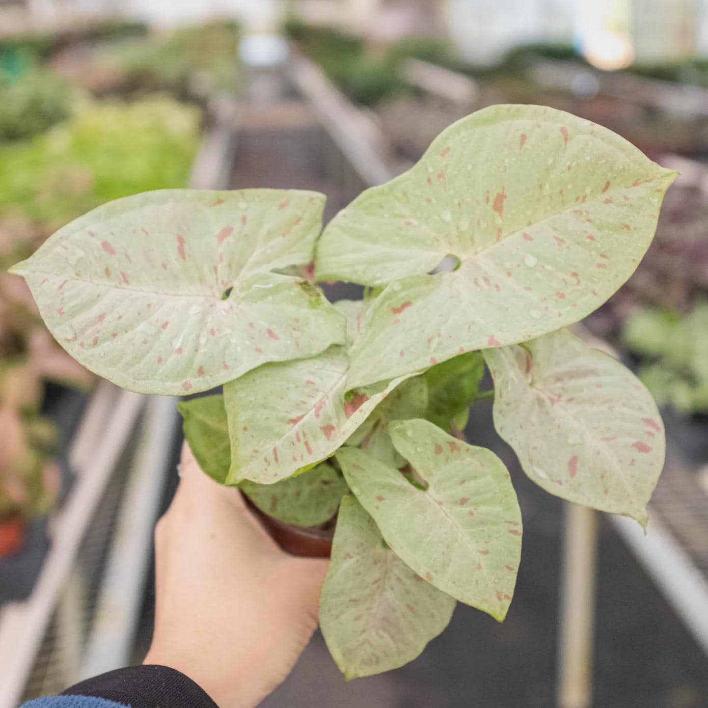 Syngonium 'Milk Confetti' Indoor Plants 4" Pot Austin Jungle Co.