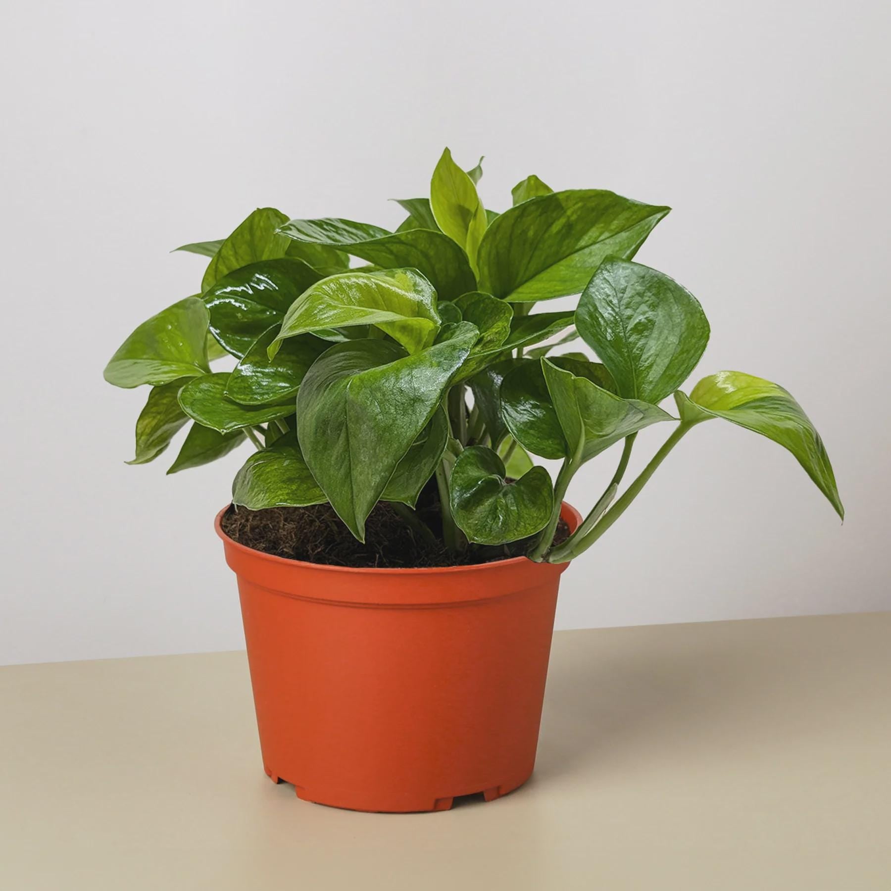 Pothos 'Lemon Top' Indoor Plants 6" Pot Austin Jungle Co.