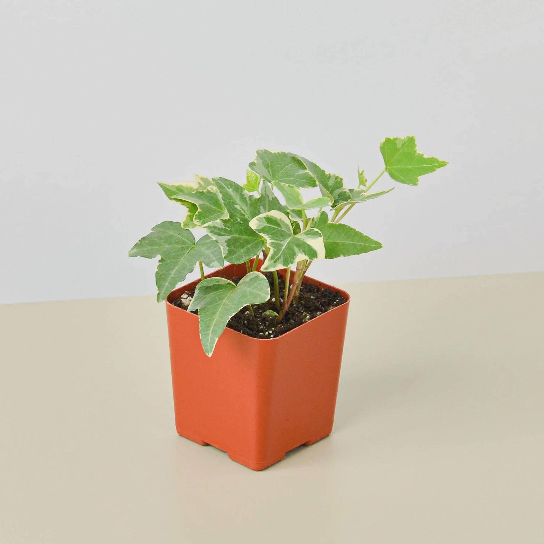 English Ivy 'Glacier' Indoor Plants 3" Pot / Nursery Pot Austin Jungle Co.