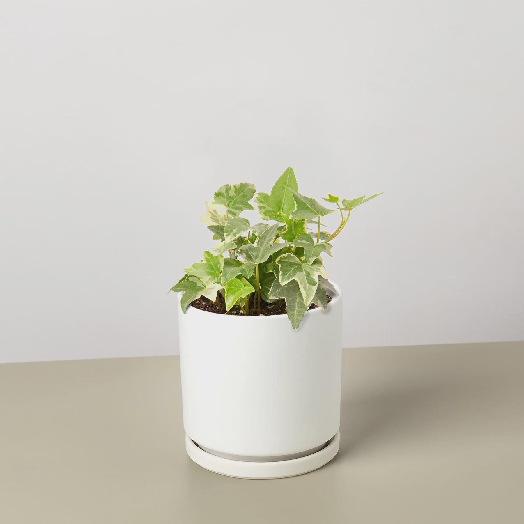 English Ivy 'Glacier' Indoor Plants 3" Pot / Nursery Pot Austin Jungle Co.