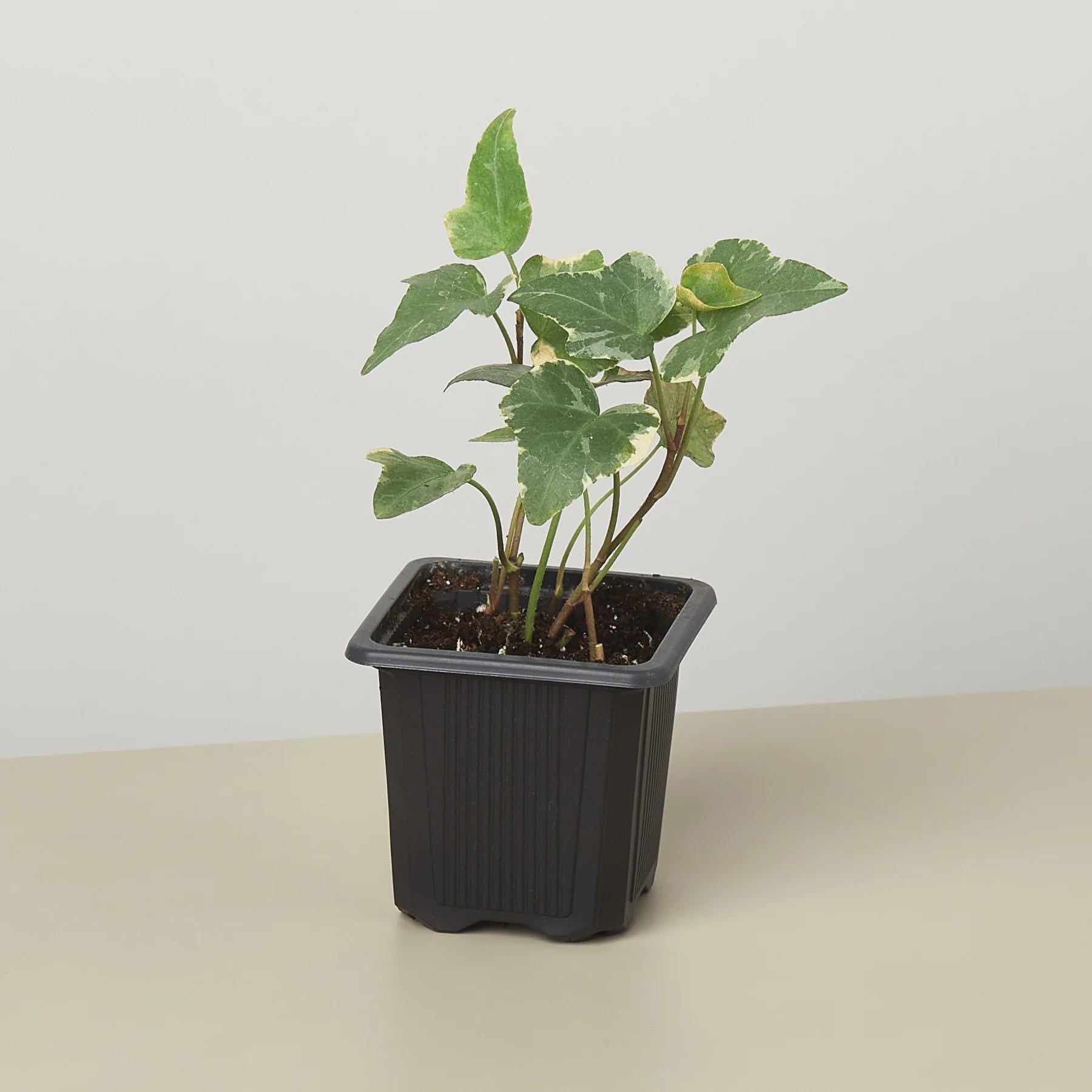 English Ivy 'Glacier' Indoor Plants 3" Pot / Nursery Pot Austin Jungle Co.