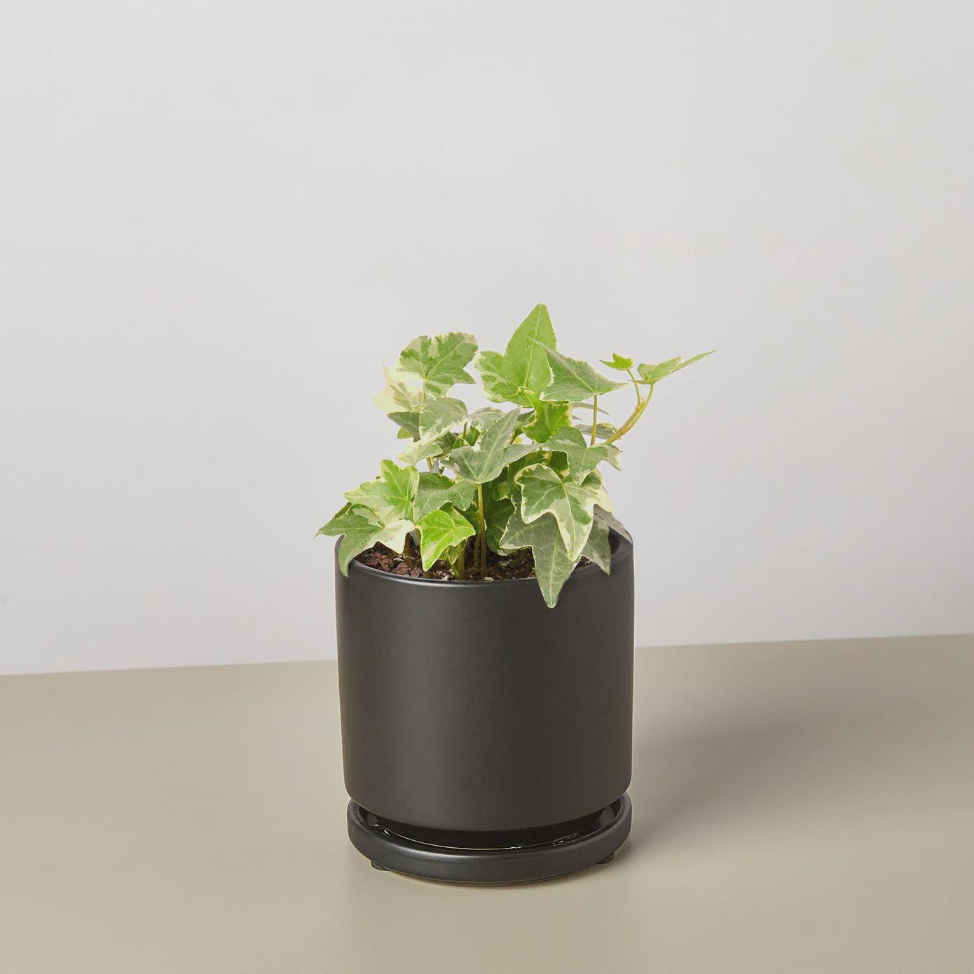 English Ivy 'Glacier' Indoor Plants 3" Pot / Nursery Pot Austin Jungle Co.