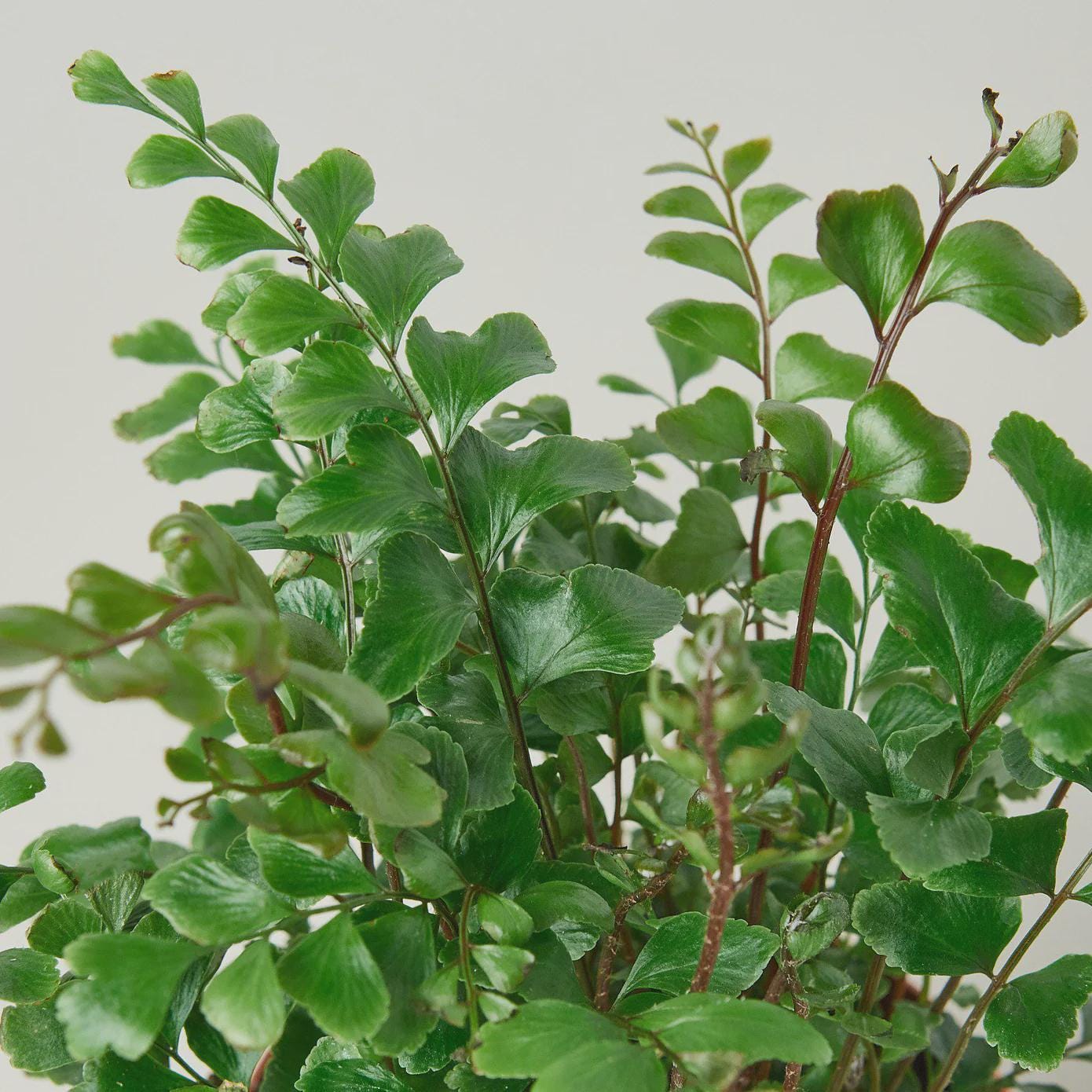 Mahogany Fern Indoor Plants 4" Pot Austin Jungle Co.