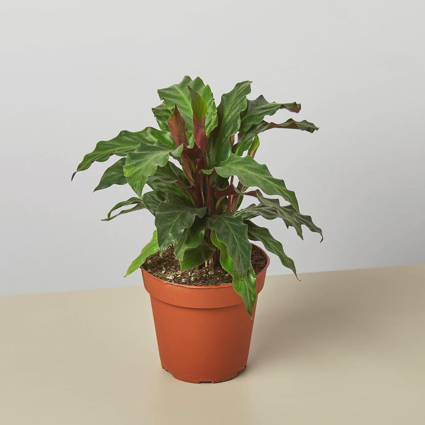 Calathea Rufibarba 'Furry Feather' Indoor Plants 4" Pot Austin Jungle Co.