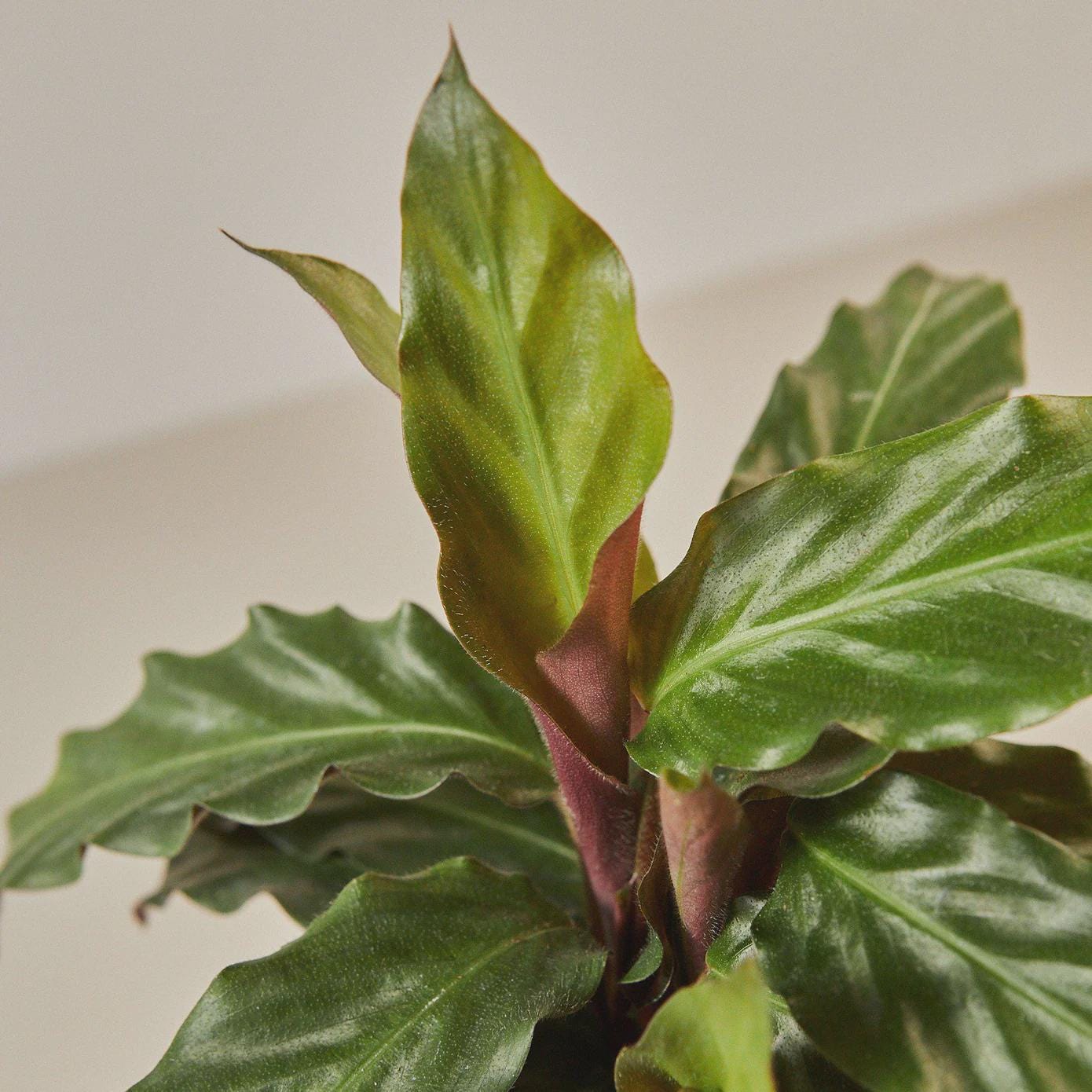 Calathea Rufibarba 'Furry Feather' Indoor Plants 4" Pot Austin Jungle Co.