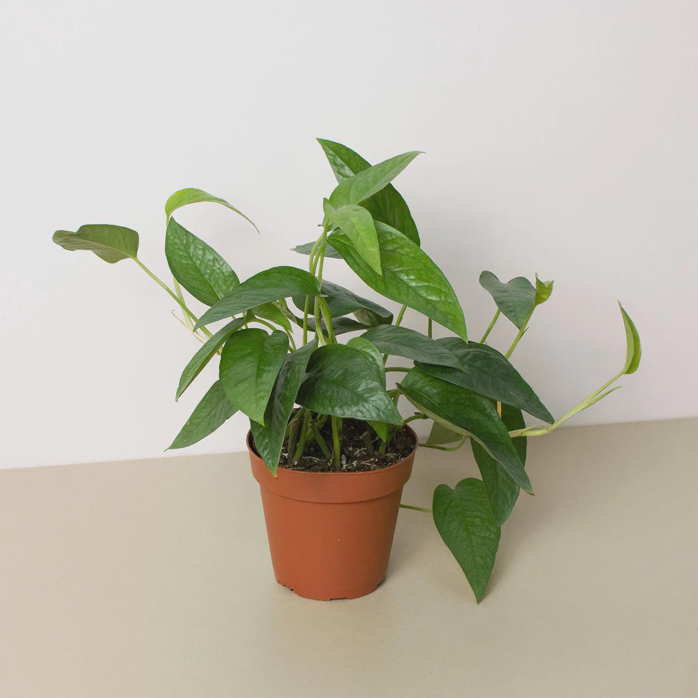 Pothos 'Cebu Blue' Indoor Plants 3" Pot Austin Jungle Co.