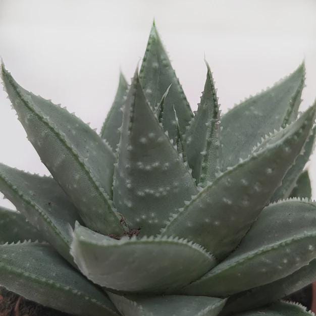 Succulent Haworthia Savanna 3" Pot Austin Jungle Co.