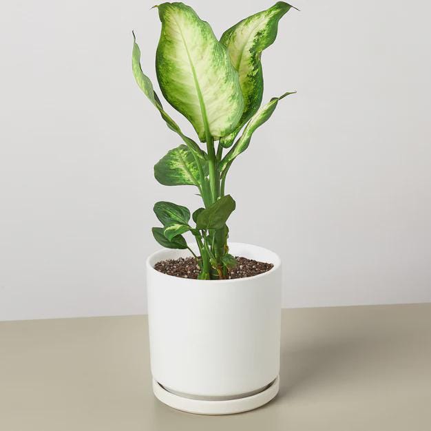 Dieffenbachia Camille Indoor Plants 3" Pot / Nursery Pot Austin Jungle Co.