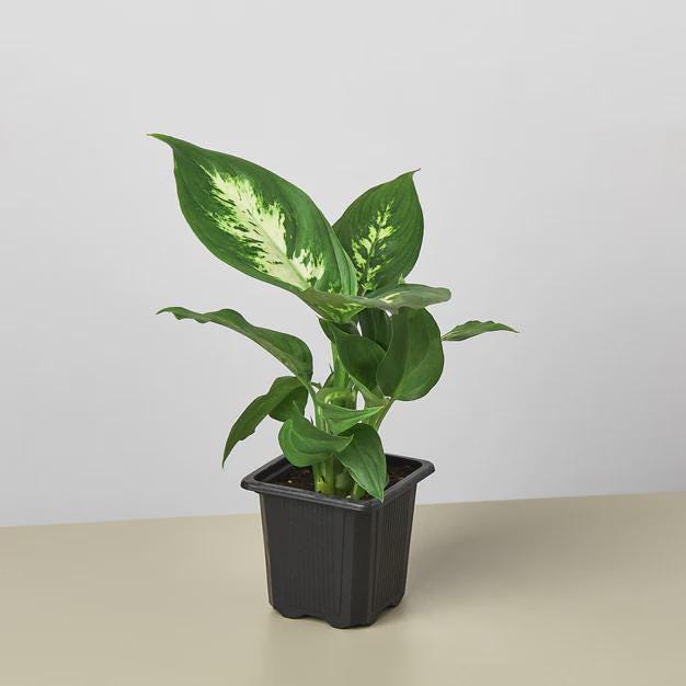 Dieffenbachia Camille Indoor Plants 3" Pot / Nursery Pot Austin Jungle Co.